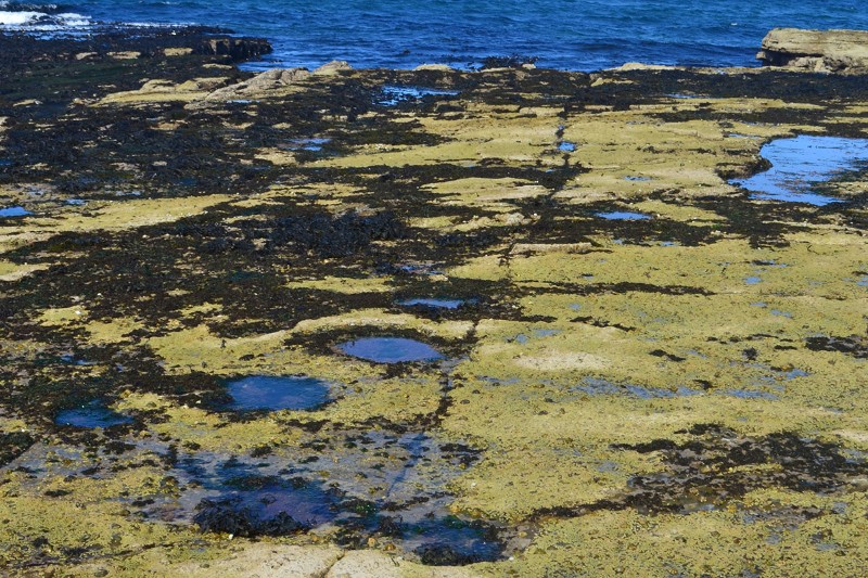 Illustration for article titled Hundreds of Dinosaur Footprints Found in a Scottish Lagoon